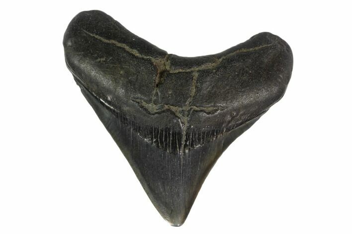 Posterior Megalodon Tooth - South Carolina #130784